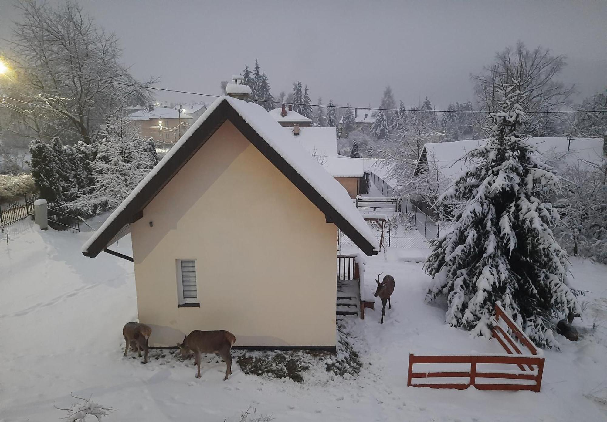 Brzoskwiniowy Domek Ustrzyki Dolne Exterior photo